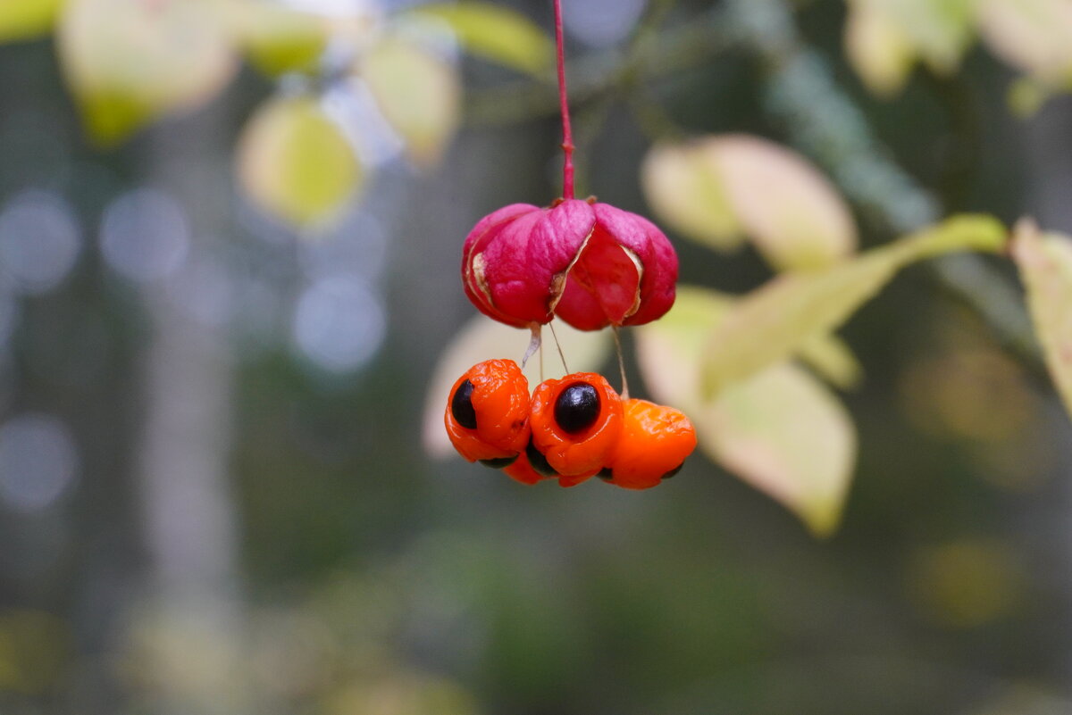 Плоды бересклета - Сергей Ц