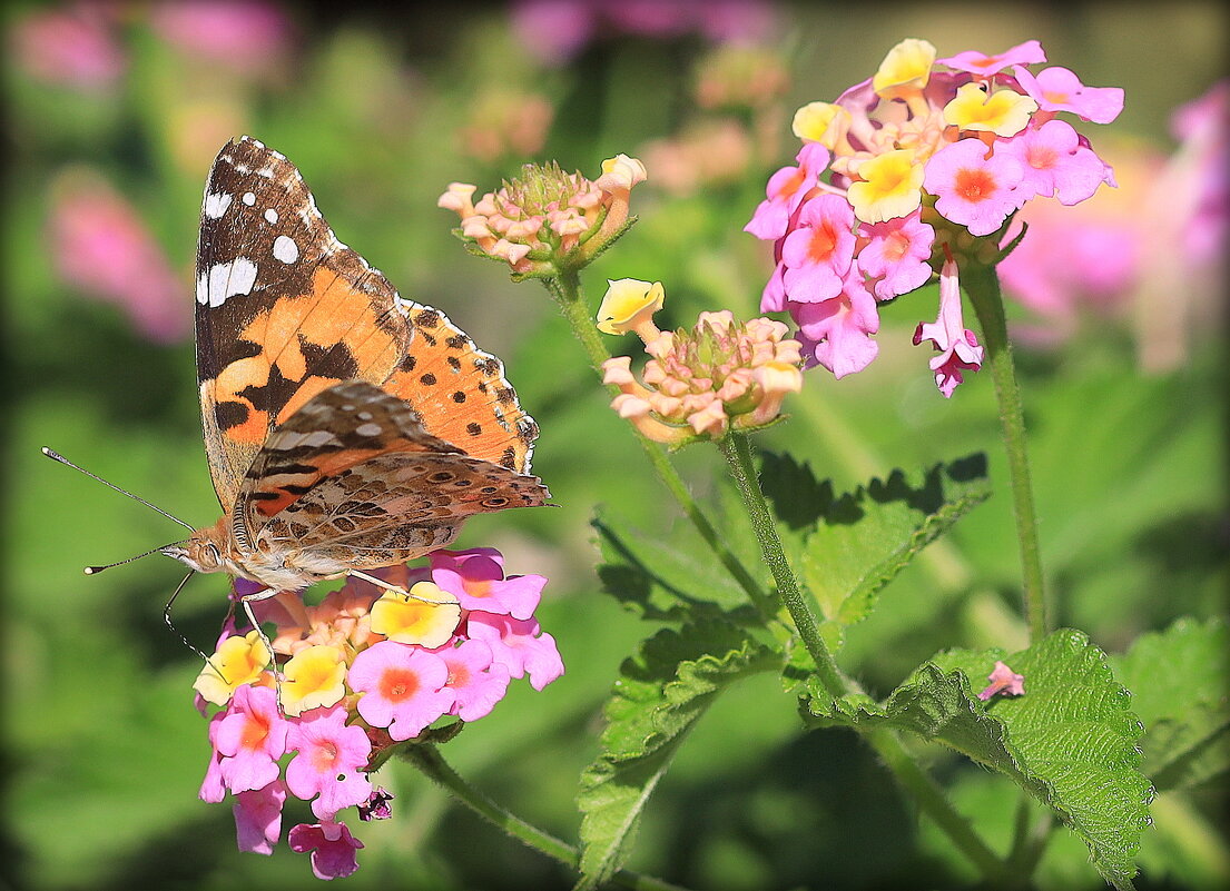 Красотка. - Оля Богданович