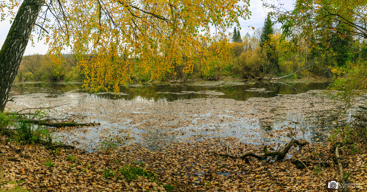 Склонилась березка золотая над рекой - Сергей Винтовкин