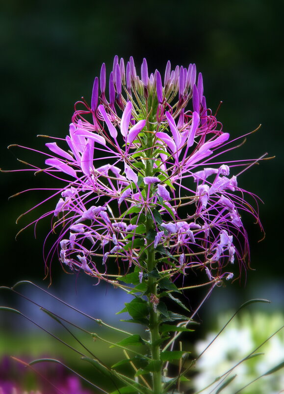 ** - Vlad Сергиевич