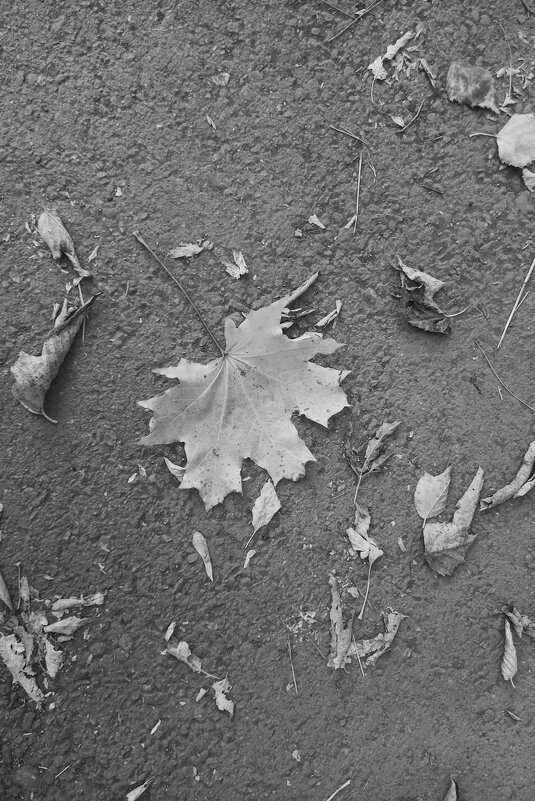 Осенний лист, начало учебного года. - Игорь Солдаткин