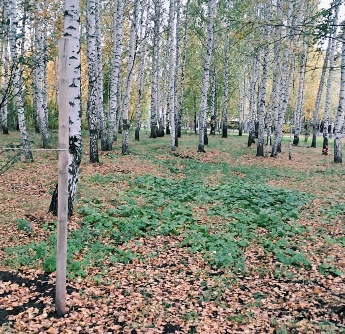 Хорошая осень - Георгиевич 