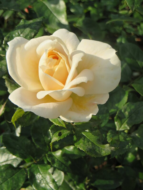 роза - марта Камушкина