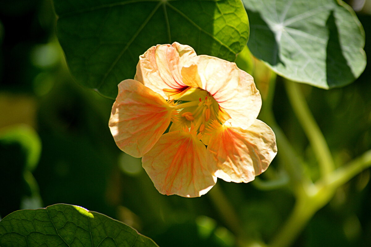 Скромная настурция - Татьяна Лютаева