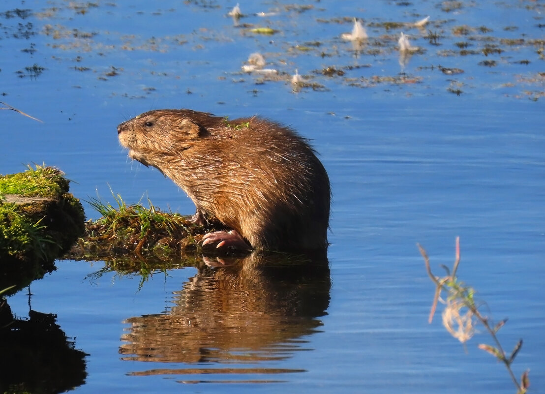 Ондатра - Valentina K