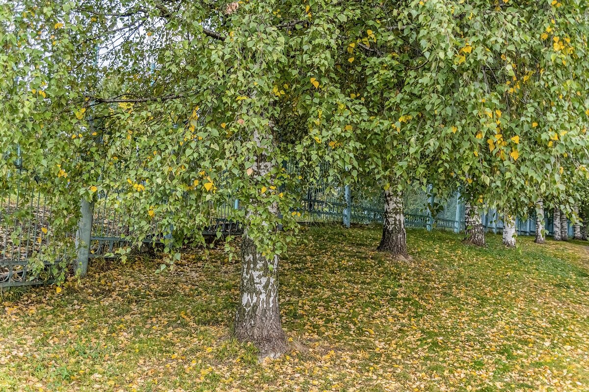Осенние березки - Валерий Иванович