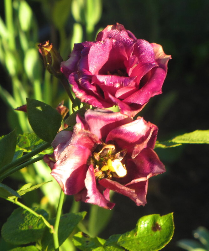 Красавица эустома - Людмила Смородинская