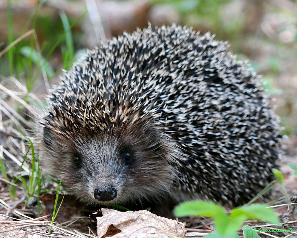 Неожиданная встреча на лесной дорожке - Андрей Заломленков