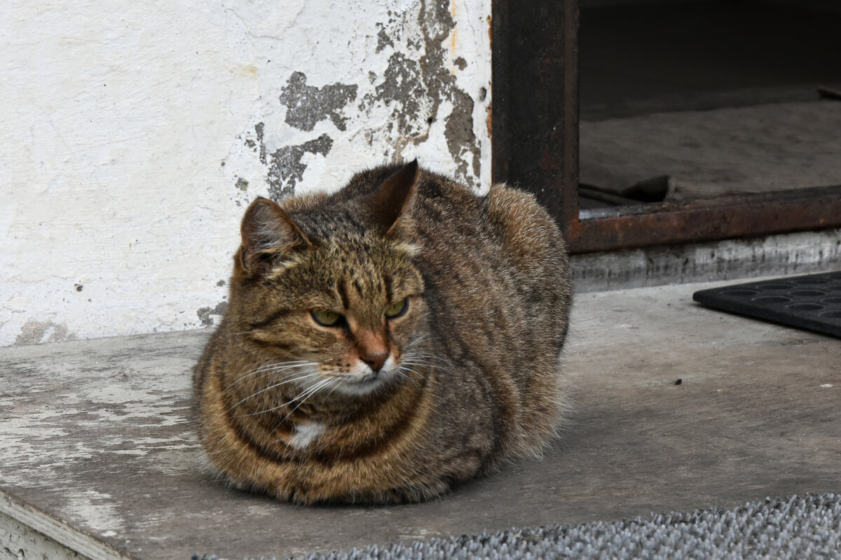 Владимирская область. Город Александров. Александровская слобода. Монастырский котик. - Наташа ***** Владимирская область. Город Александров. Александровская слобода. Монастырский котик. - Наташа *****