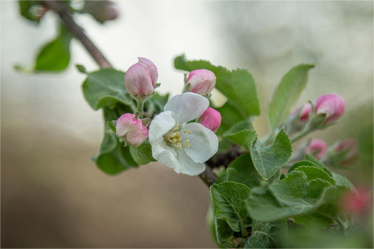 Яблоневый цвет... - Ирина С