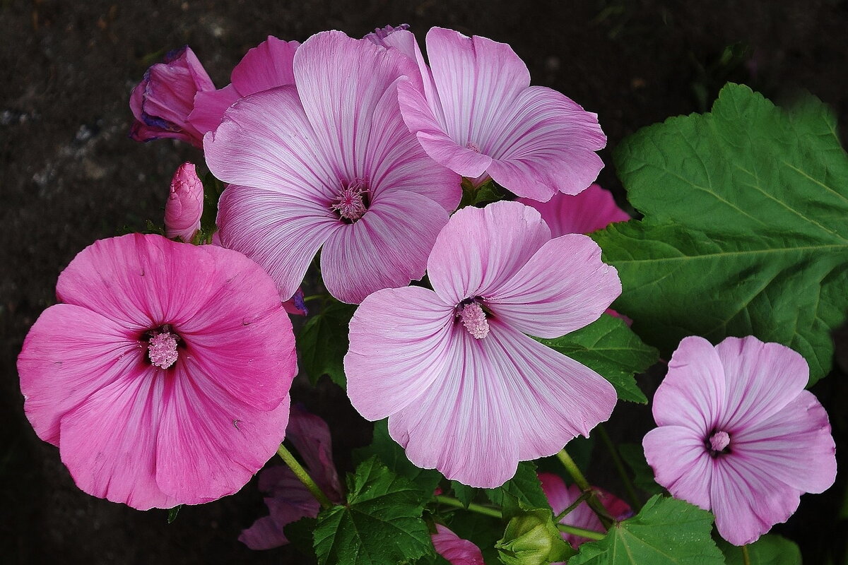 Мальва лаватера - Рита Симонова