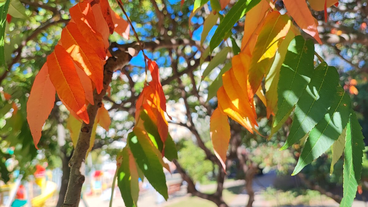 ,,, - Сергей Тимоновский