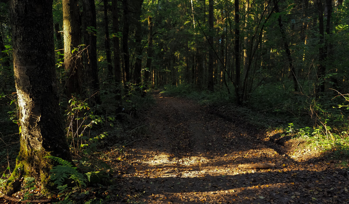 По Лесным Дорожкам - юрий поляков По Лесным Дорожкам - юрий поляков
