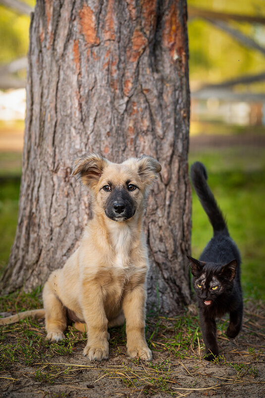 Банда - Alex Bush