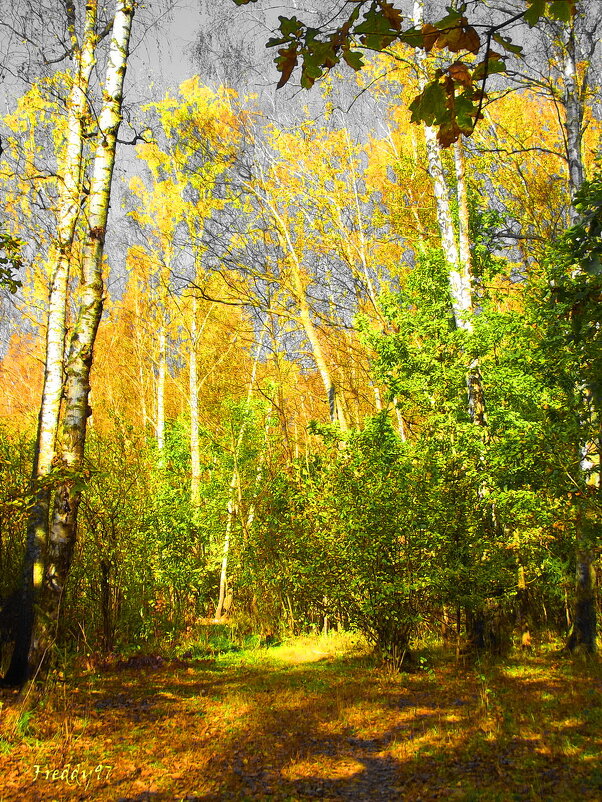 Осенний лес - Freddy 97