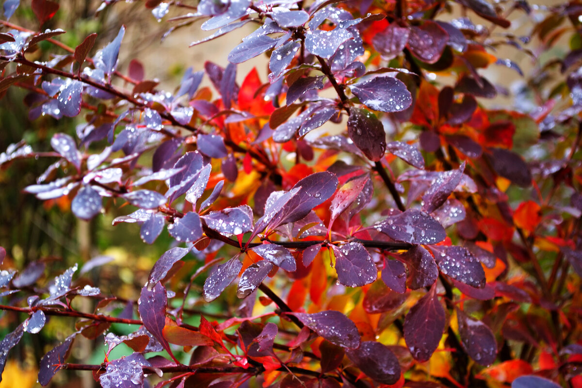 Капли дождя на осенних листьях - Александр Лычагин