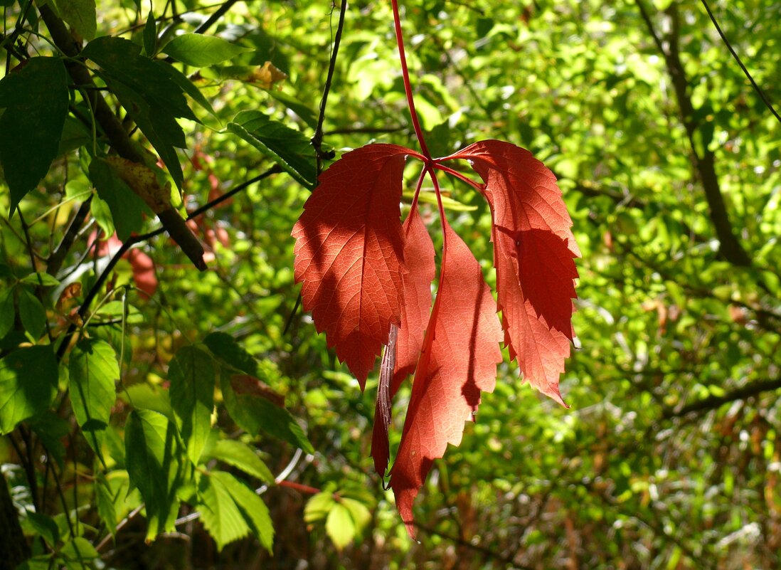Румяный - Елена Елена