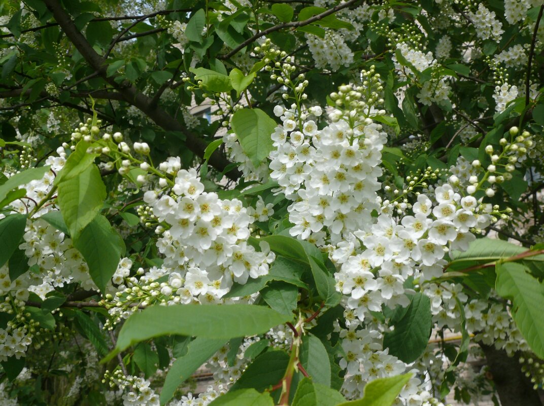 Вспоминая апрель - Елена Елена