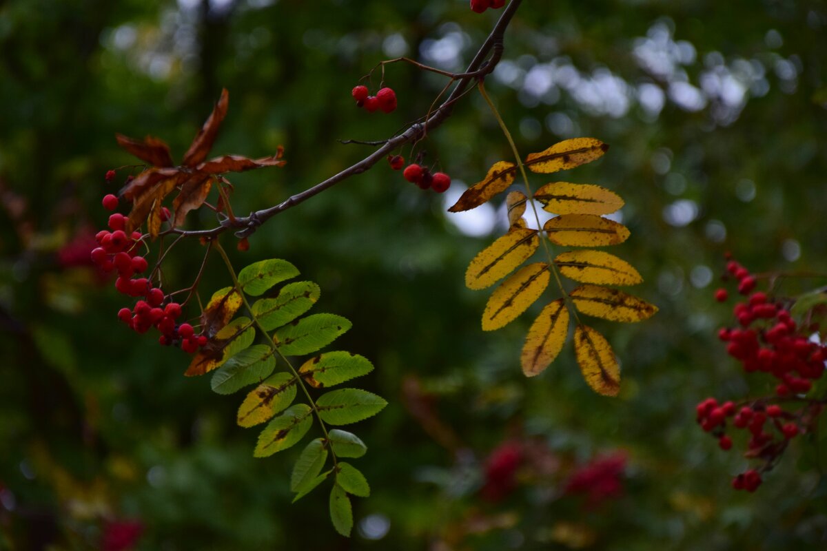 Листики рябины - Мария Яковлева