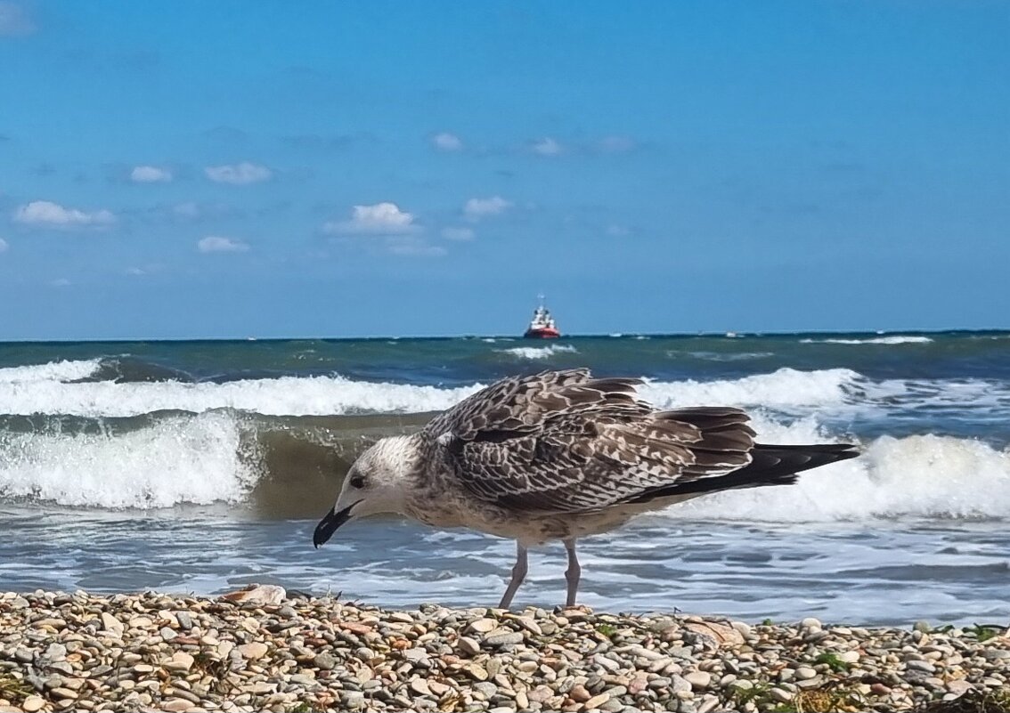 Море - Александр 