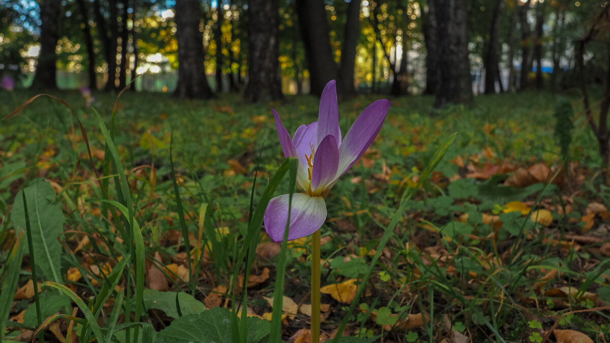 Природа в Городе - юрий поляков