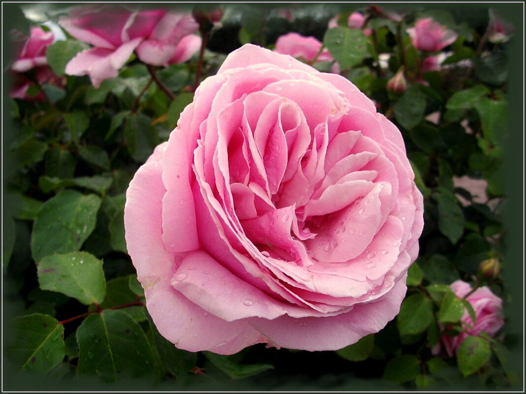 Роза после дождя. - Лия ☼