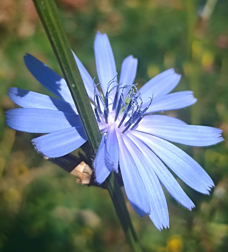 Прекрасные остатки лета. - Pippa 