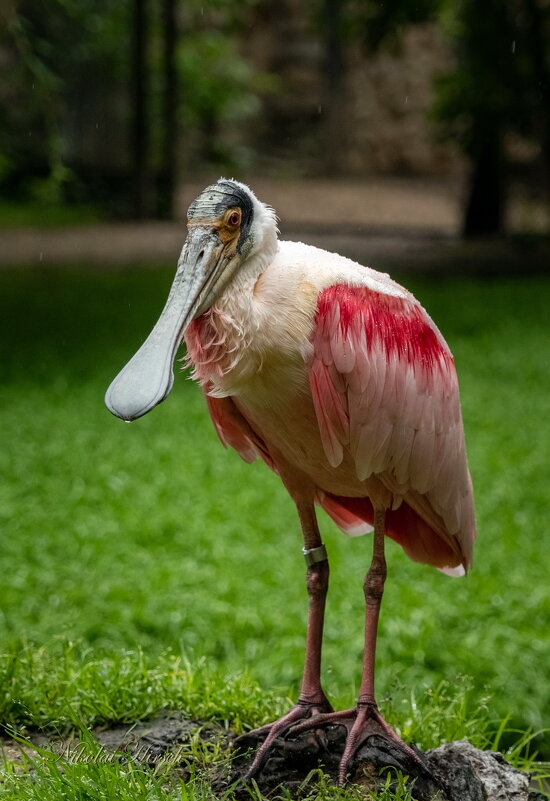 *** - Николай Гирш