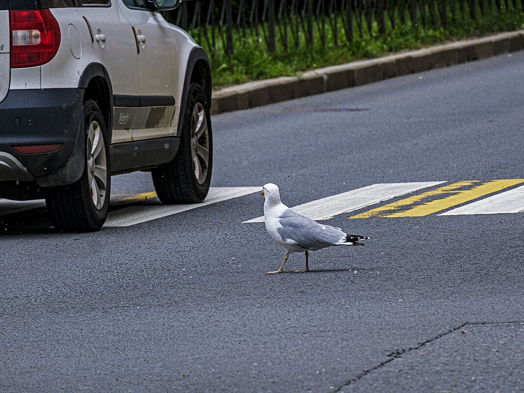 Ну ездят тут всякие. - Александр 