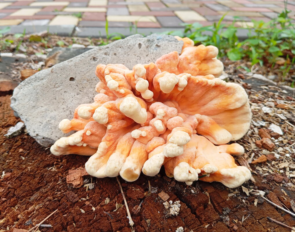 На месте старого ясеня... - Константин Штарк