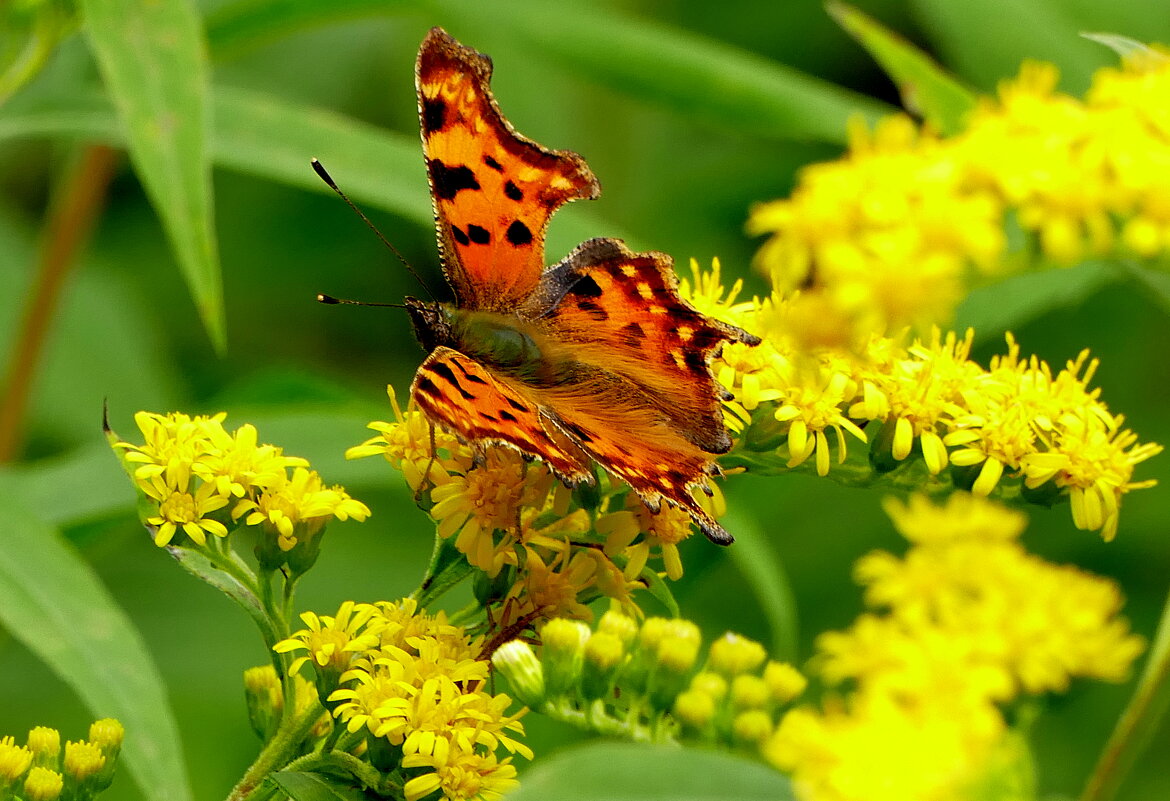 опять про бабочек 5 - Александр Прокудин