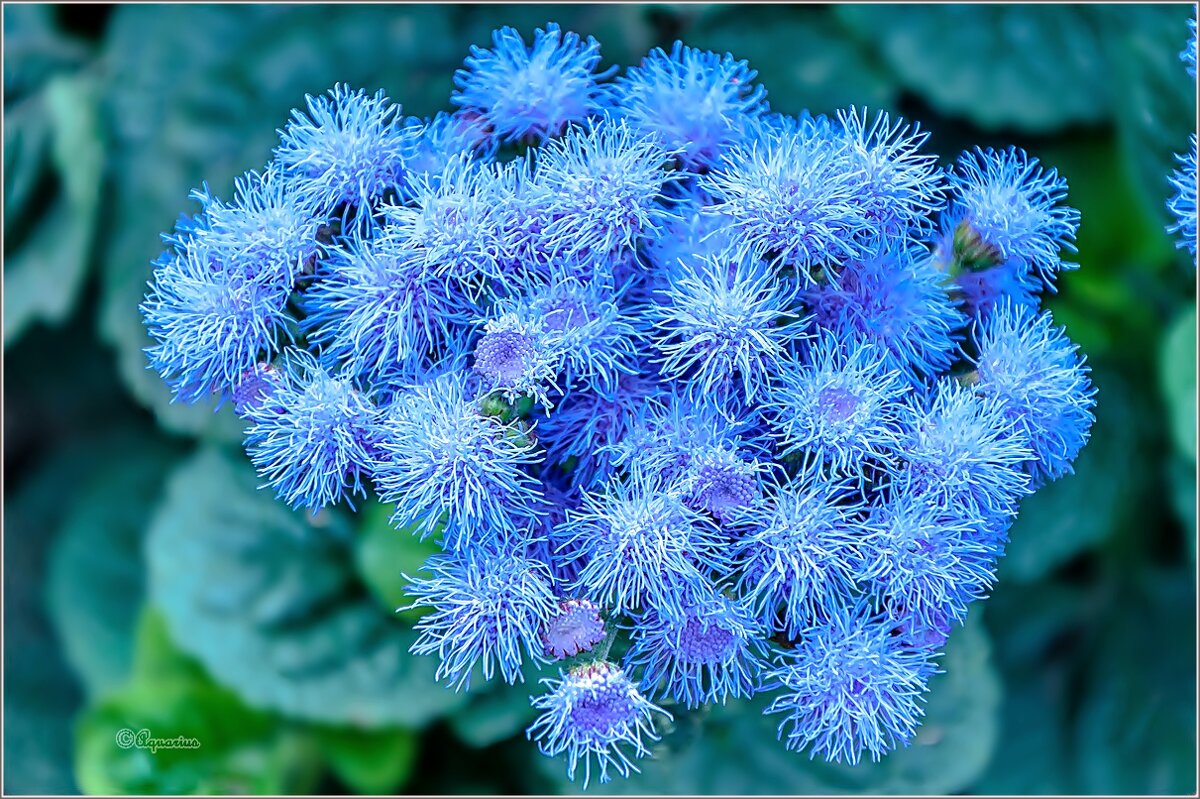 Про осенние цветы... - Aquarius - Сергей Про осенние цветы... - Aquarius - Сергей