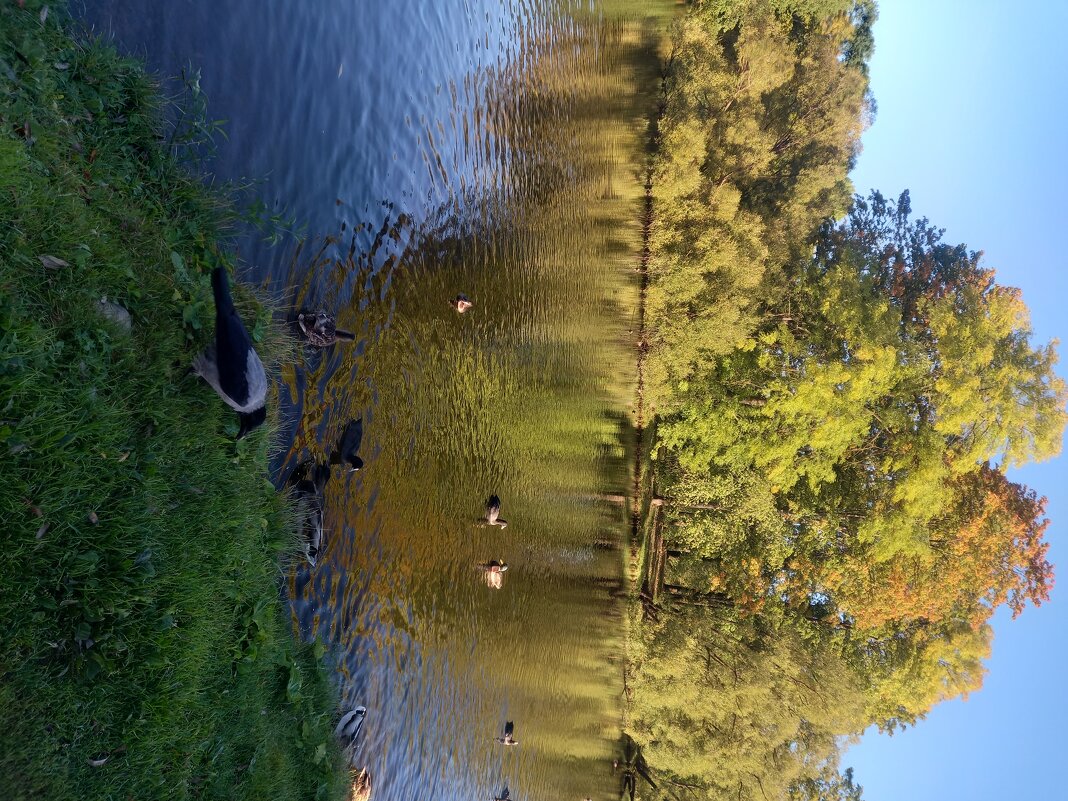 Осень - Сапсан 