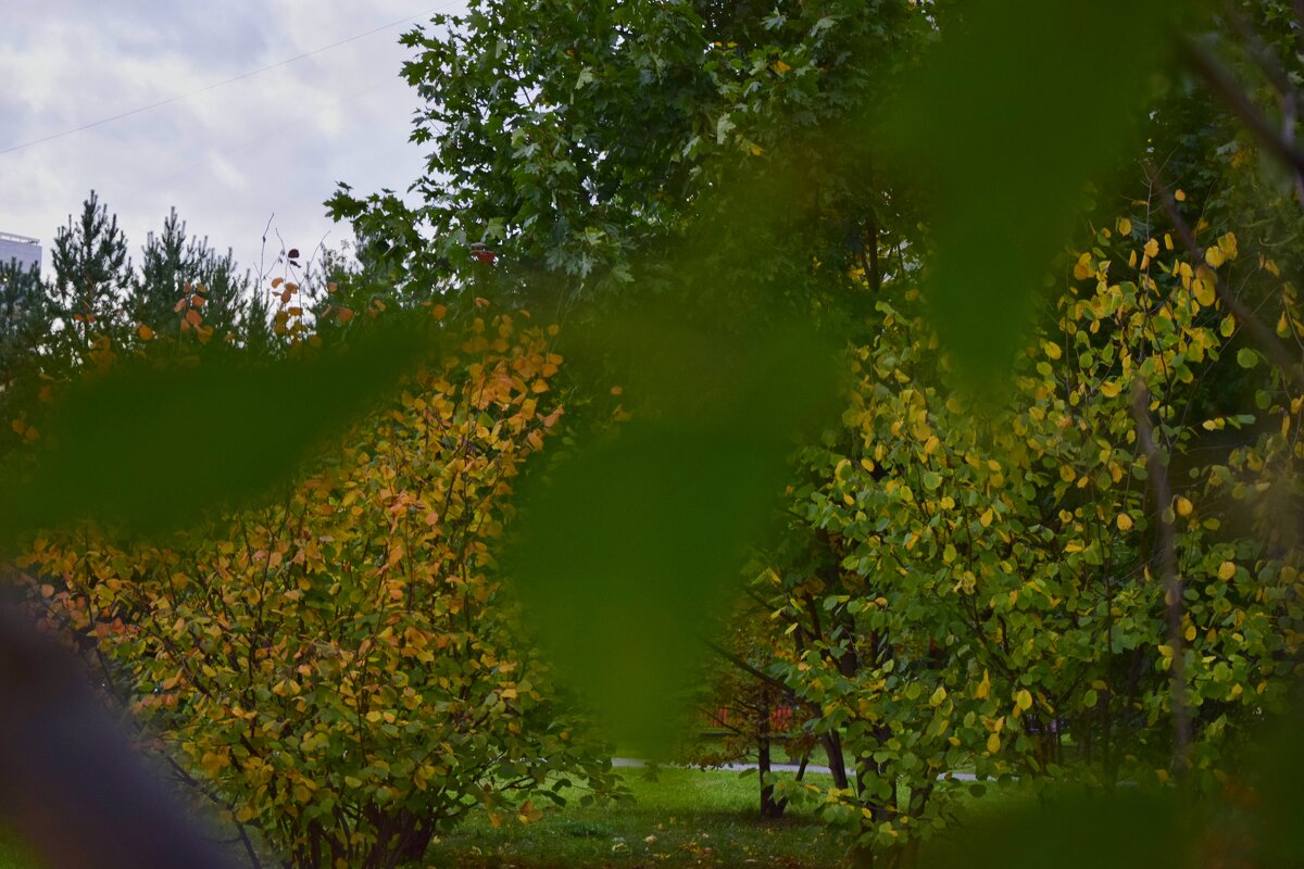 Желто-зеленое деревце - Мария Яковлева