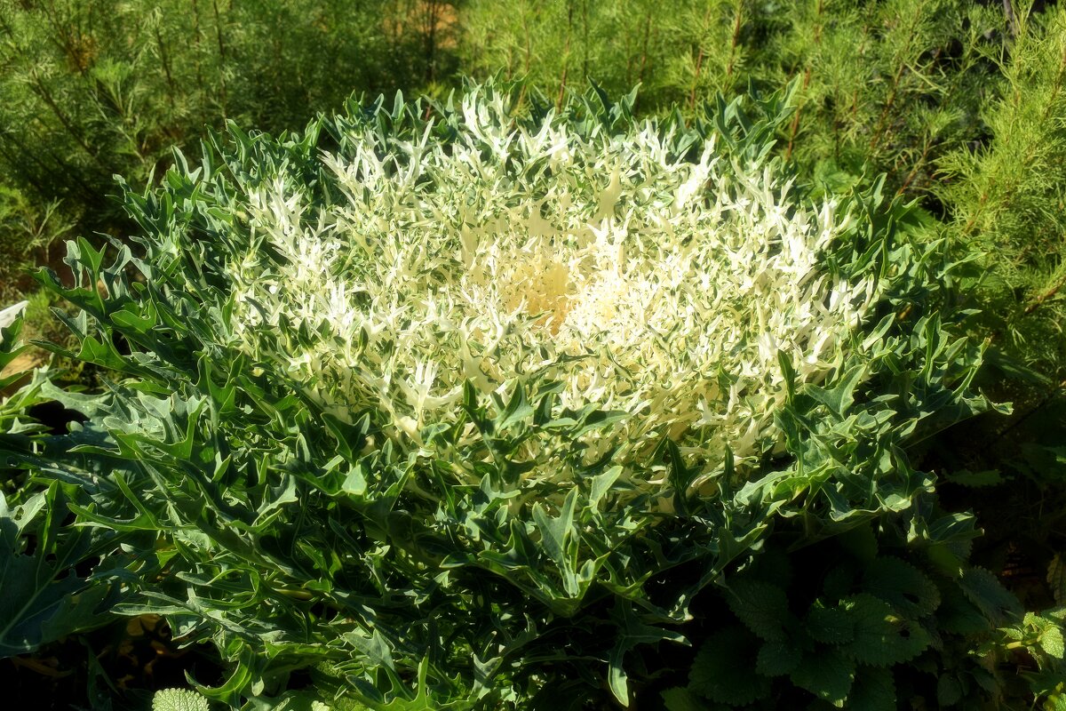 Декоративная капуста "Белый павлин". - Татьяна Помогалова