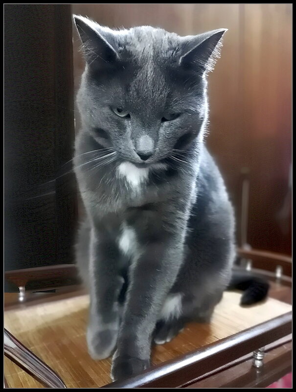 Басик сердит. - Ольга Довженко