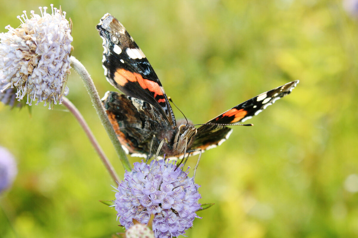 Адмирал - Сергей Кочнев