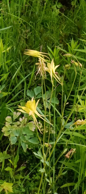 мгновенье лета - Галина R...