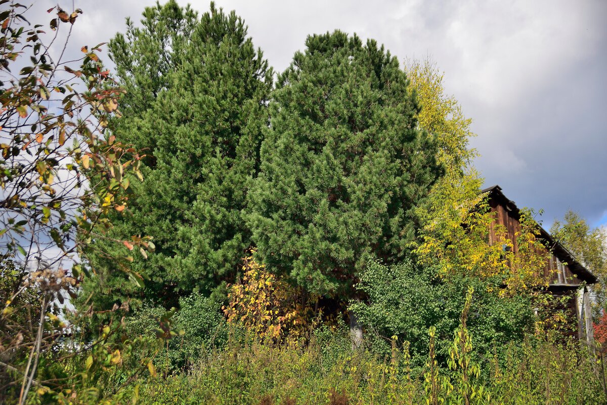 Осенний этюд. - Владимир Мигонькин