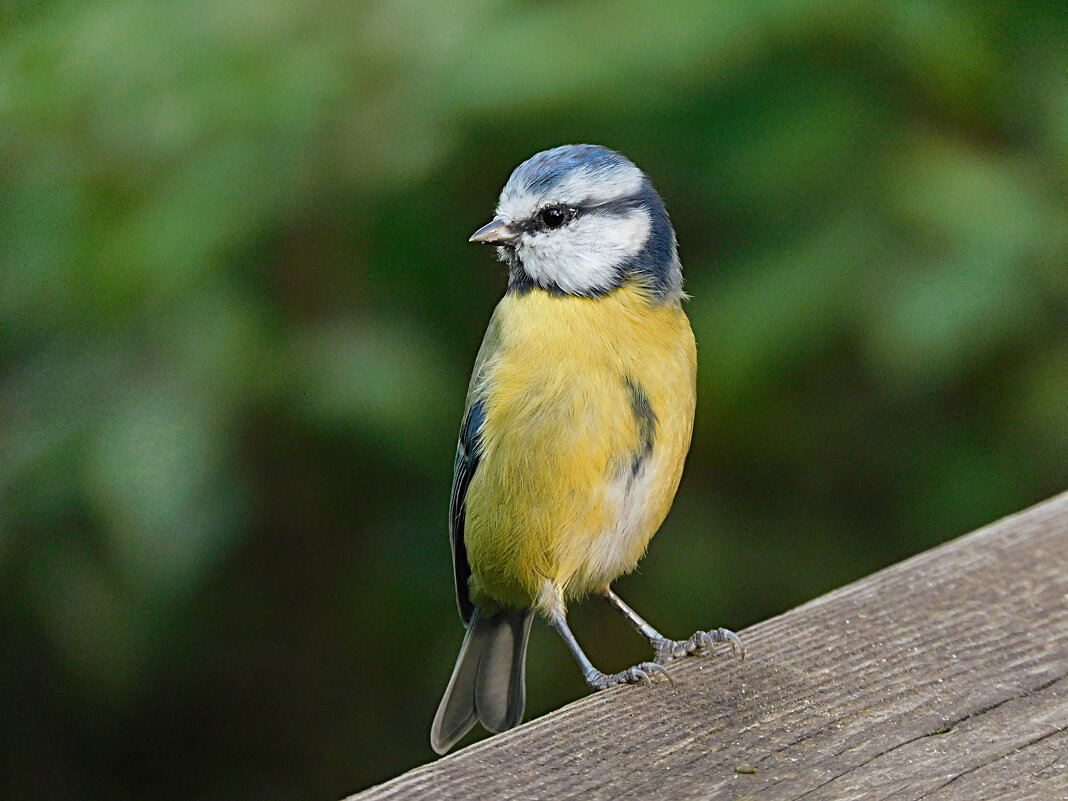 Лазоревка - Лина 
