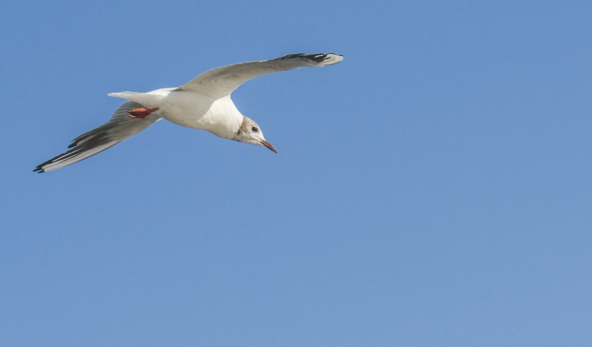 чайка - petyxov петухов