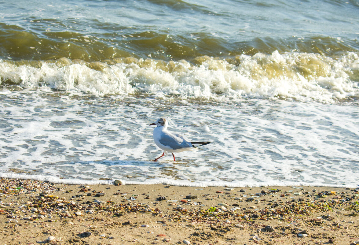 прогулка - petyxov петухов