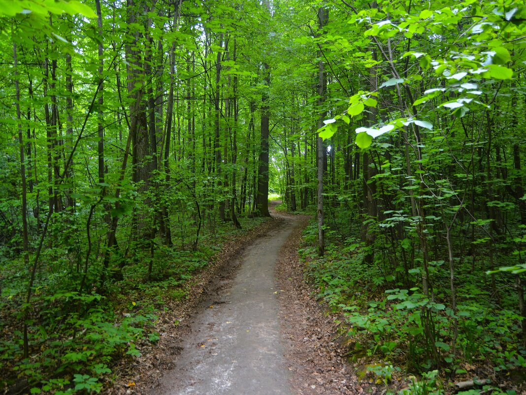 Чебоксары. Тропинка, ведущая к выходу из Лакреевского леса. - Пётр Чернега