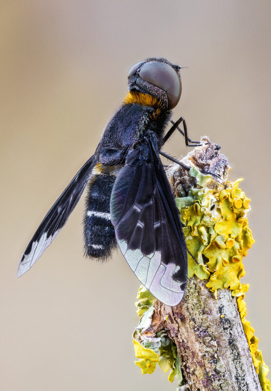 Муха Темнокрылка.(Hemipenthes velutina) - Александр Григорьев Муха Темнокрылка.(Hemipenthes velutina) - Александр Григорьев