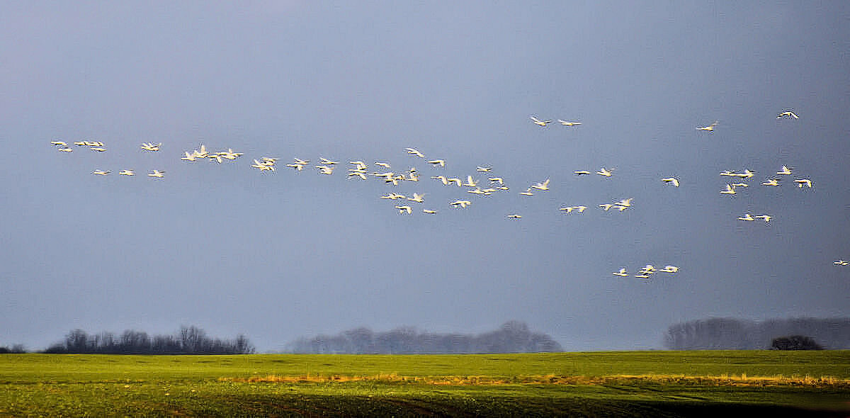 Лебеди летят - Галина Шеина-Мюльдорфер