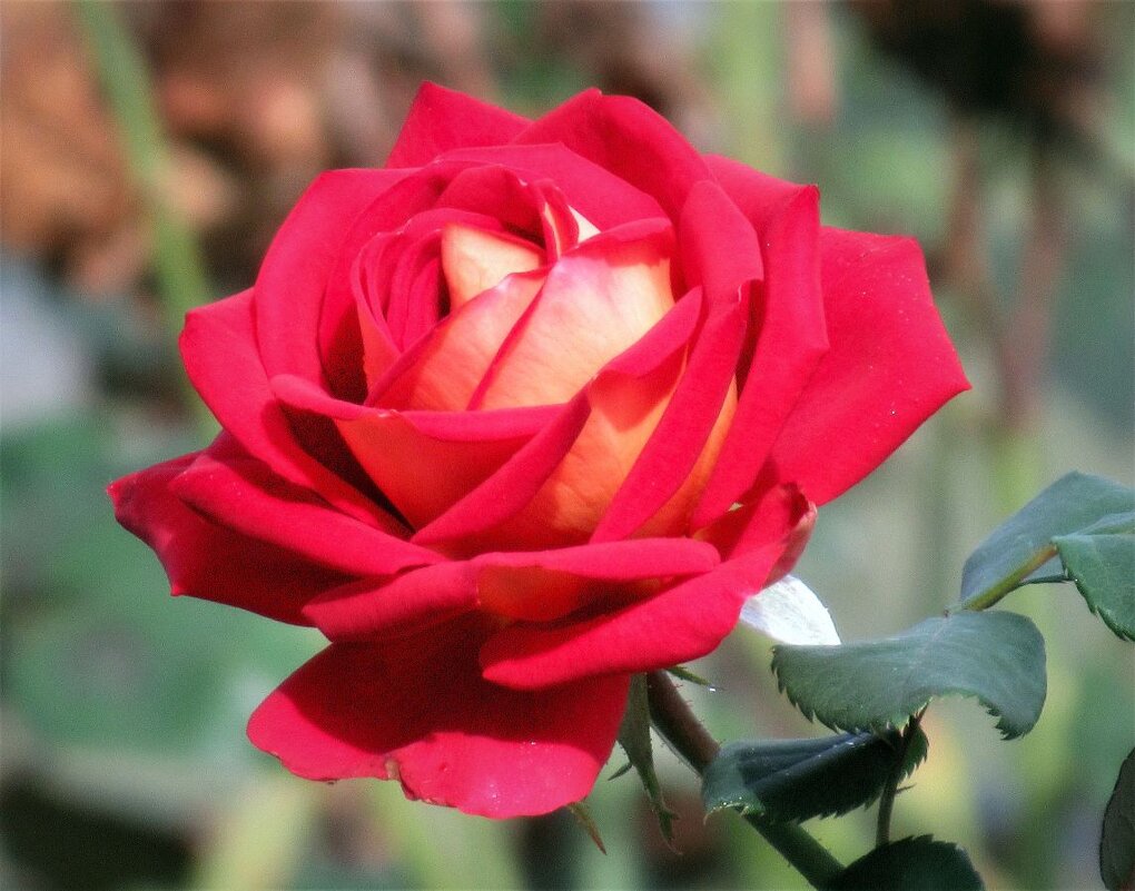 Розы... розы... - viach 