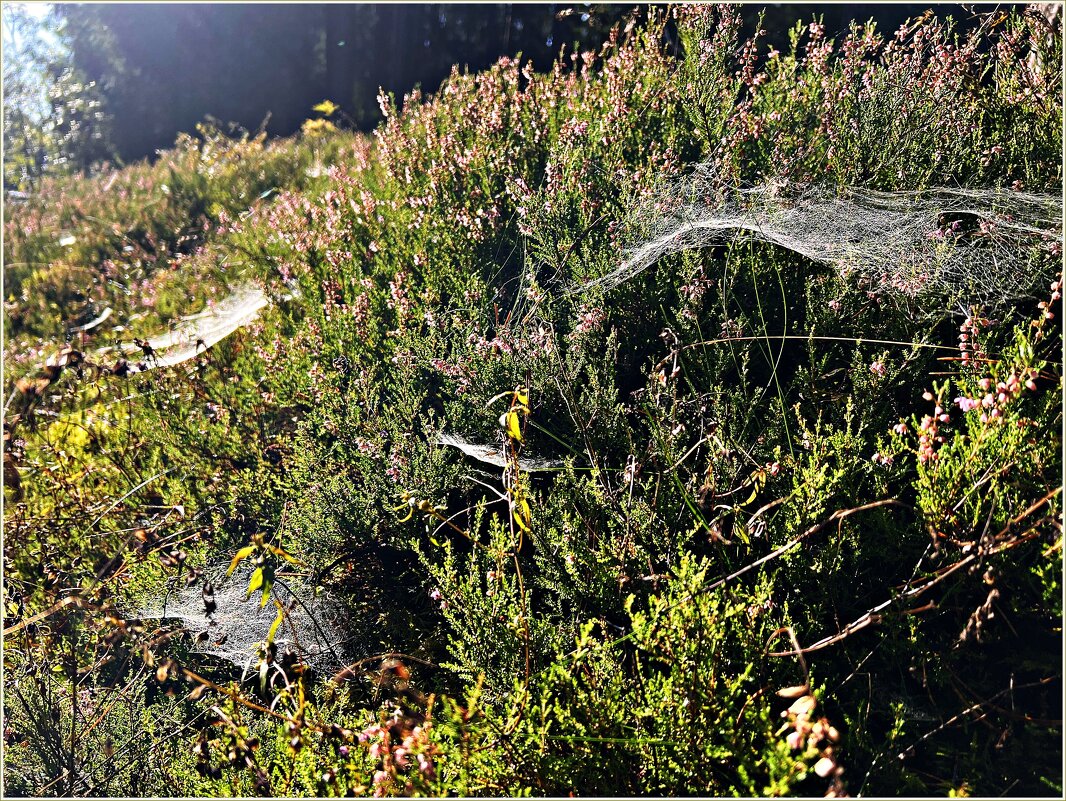 Осенняя паутинка. - Валерия Комова