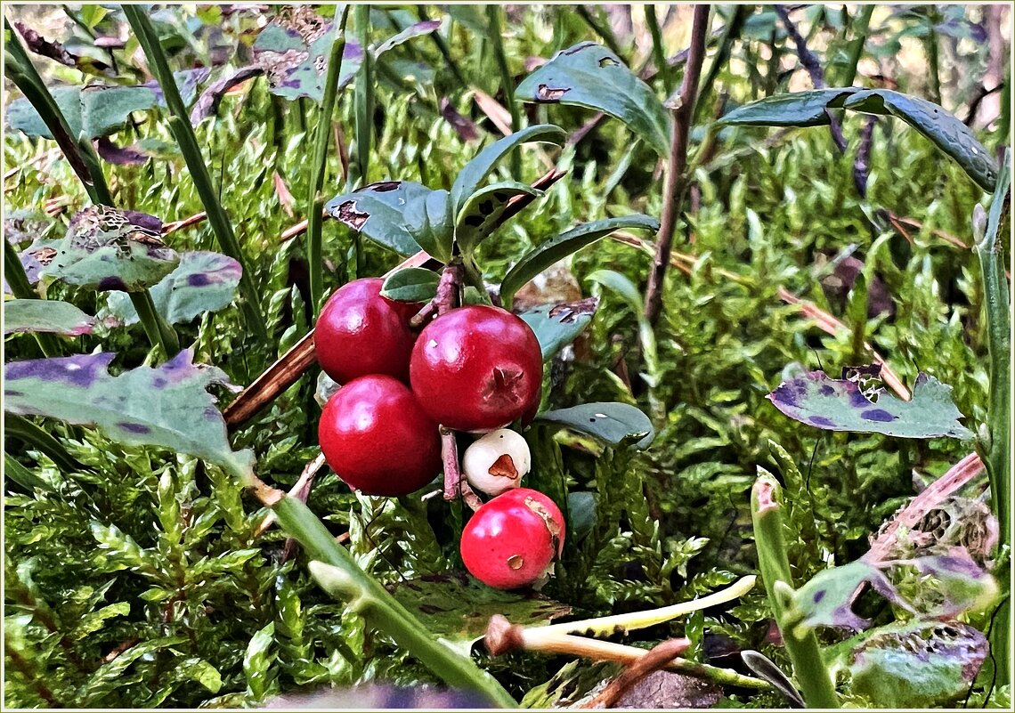 Брусника. - Валерия Комова