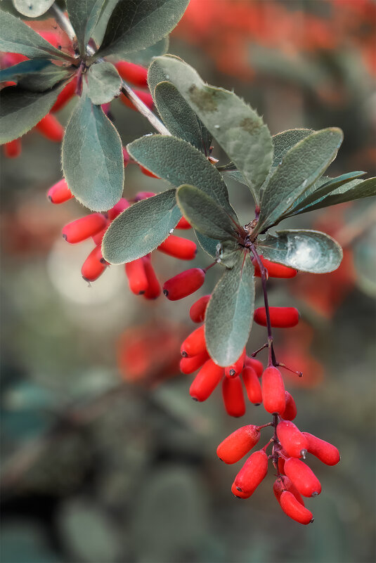 барбарис - Michel 