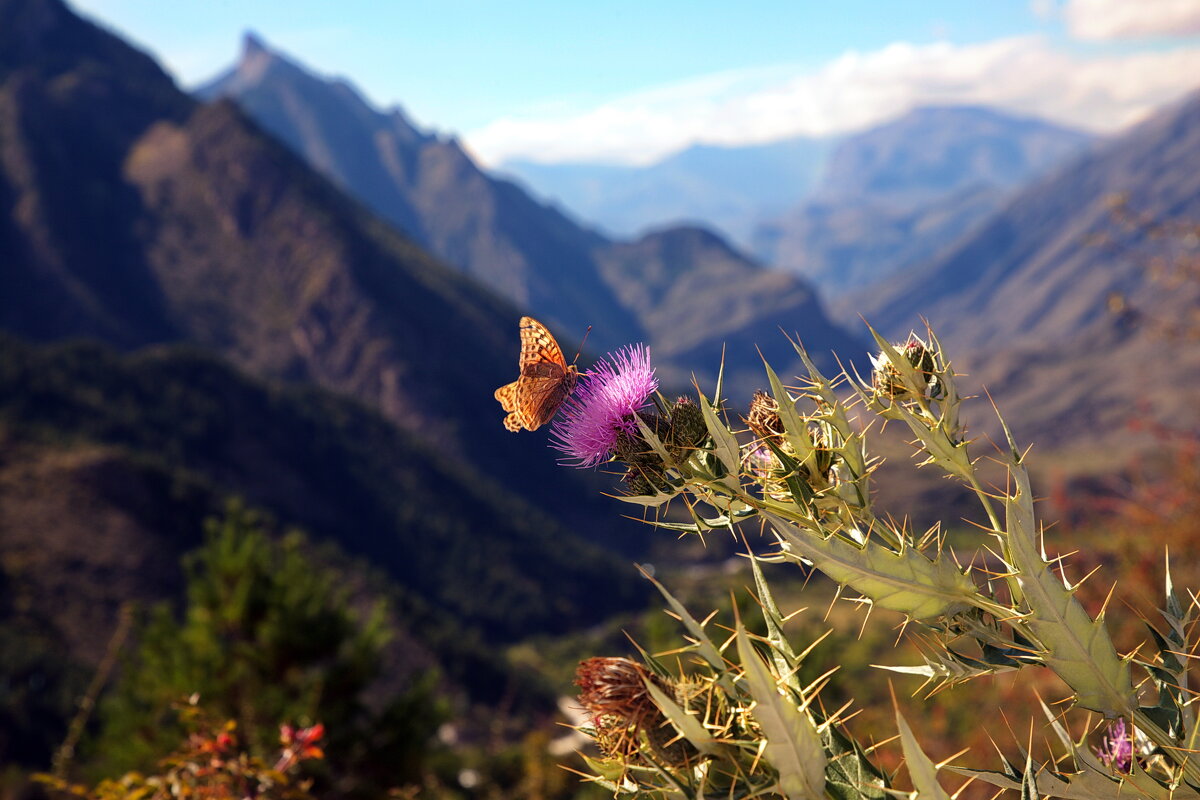 Высоко в горах.... - M Marikfoto